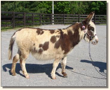 Click photo of miniature donkey to enlarge image