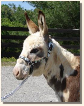 Click photo of miniature donkey to enlarge image