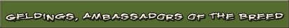 Geldings ~ Ambassdors of the Breed