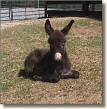 Wits End Sweet Abilene