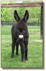 Wit's End Ahh-Cappella 2 days old