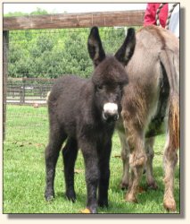 Wit's End Ahh-Cappella 2 days old