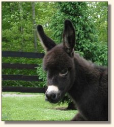 Wit's End Ahh-Cappella 2 days old