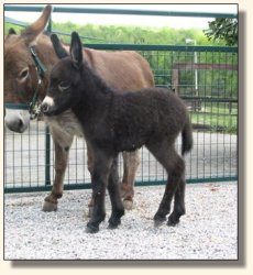 Wit's End Ahh-Cappella 2 days old