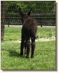 Wit's End Ahh-Cappella 2 days old