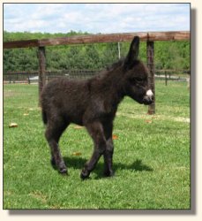 Wit's End Ahh-Cappella 2 days old