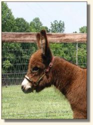 Wit's End Ahh-Cappella