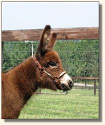 Wit's End Ahh-Cappella