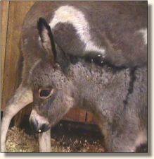 Wit's End Be-Bop-A-LuLa