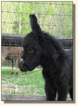 Wit's End Behind The 8-Ball