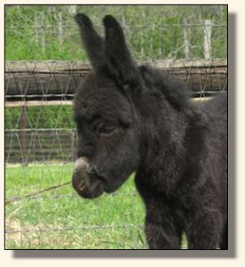 Wit's End Behind The 8-Ball