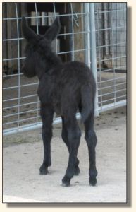 Wit's End Behind The 8-Ball