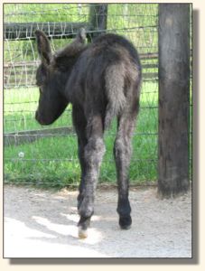 Wit's End Behind The 8-Ball