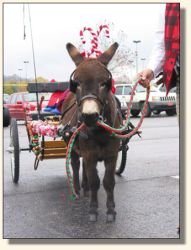 Komotion at the Bellevue Christmas Parade