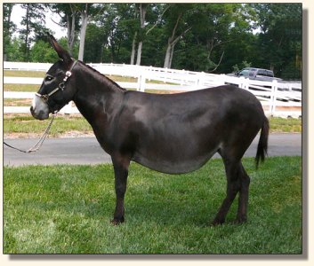 Big Woods Black Widow aka Fina