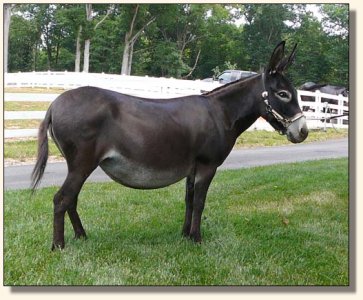 Big Woods Black Widow aka Fina