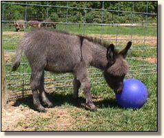 Wit's End Blue Moon (16,035 bytes)