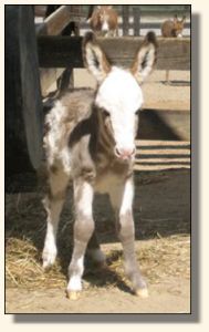 Wit's End Make Me Blush