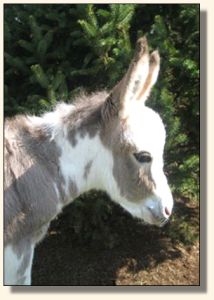 Wit's End Make Me Blush