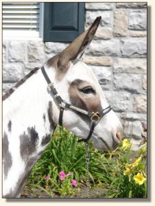 Big Woods LN Miss Bo Peep