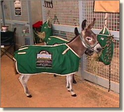 Bridget wins 3rd in the color class at the 2003 Cheers For Ears show!