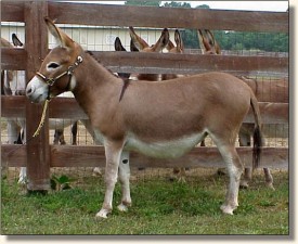 Windcrest Little Bridget