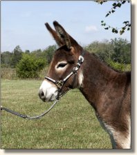 Sunset Acres Brite Eyes