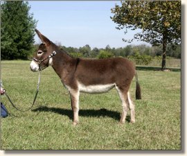 Sunset Acres Brite Eyes