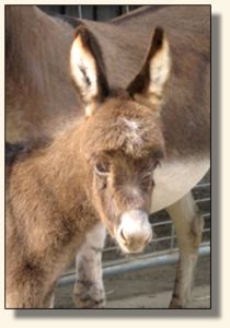 This Bud's For U, aka Buddy