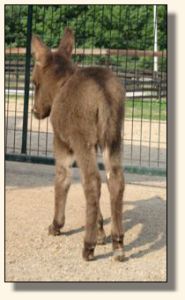 This Bud's For U, aka Buddy