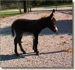 Wit's End Cracker Jack