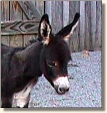 Wit's End Cracker Jack