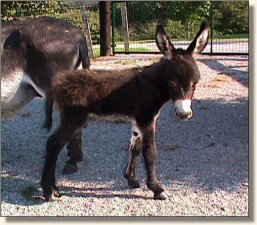 Wit's End Cracker Jack