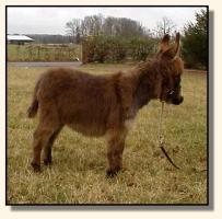 Wit's End Chico (9223 bytes)