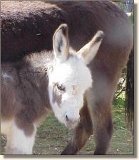 Wit's End Chips Ahoy