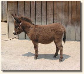 Wit's End Cover Girl