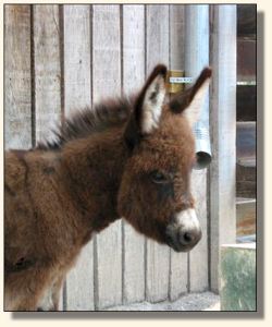 Wit's End Cover Girl