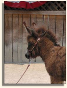 Wit's End Cover Girl