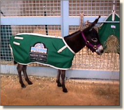 Wits End Dayle Rio sporting her new blanket!