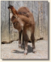 Wit's End Dino-Might