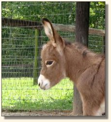 Wit's End Dino-Might