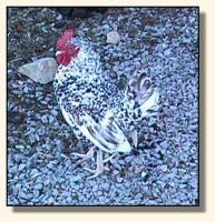 Dominic, the Rooster (14,303 bytes)