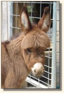 Click photo to enlarge