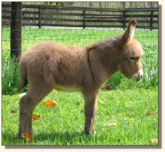 Click photo to enlarge