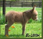 Click to enlarge image