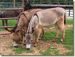 Maddie & Fancy Pants (17,201 bytes)