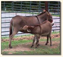 Felina & dam, Lucy (12,004 bytes)