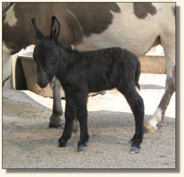 Wit's End Filthy Rich