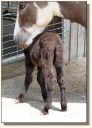 Wit's End Filthy Rich