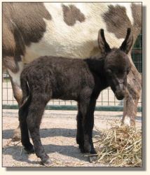 Wit's End Filthy Rich